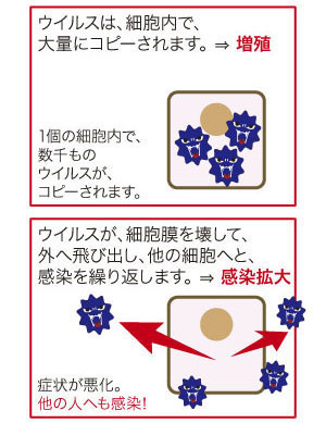 ウイルス感染のしくみ-2